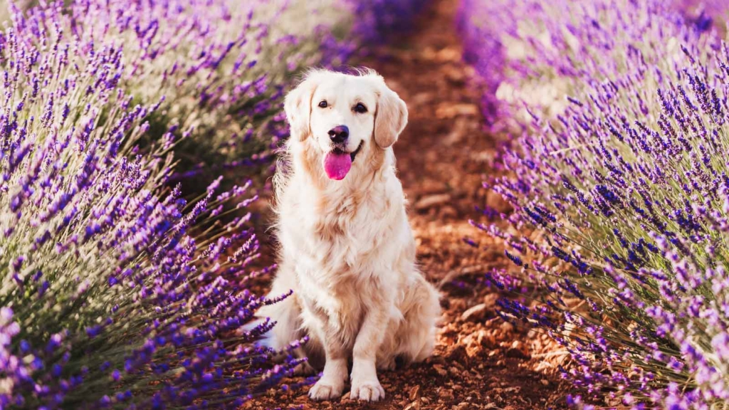 Dog Day 2024 Warratina Lavender Farm   Dog Day Event. 2024 Featured 1 1024x576 