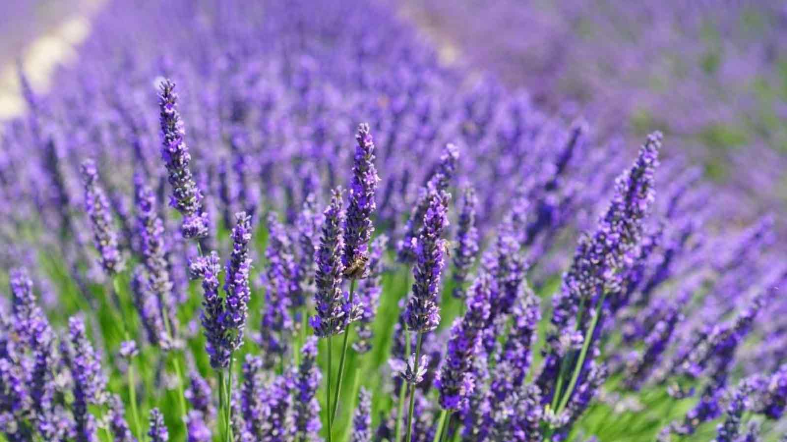 Lavender Season - Warratina Lavender Farm