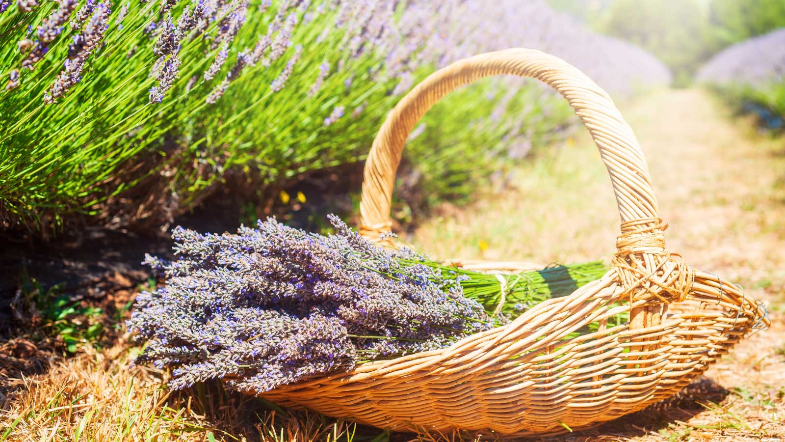 Wicker basket with cut lavender
