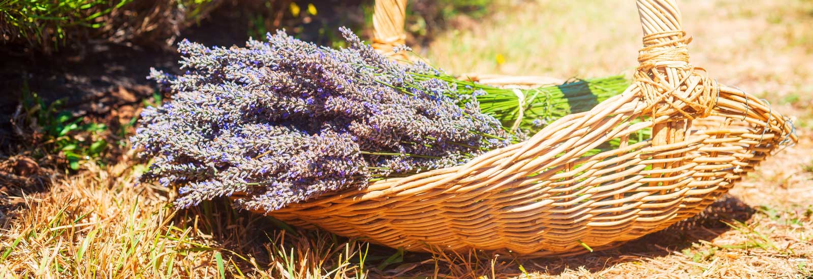 Wicker basket with cut lavender