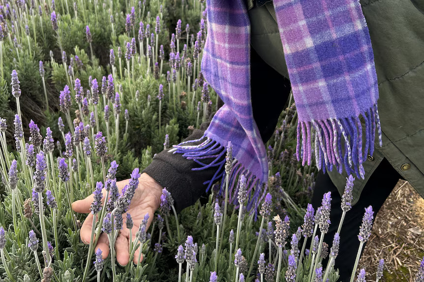 Fresh Lavender