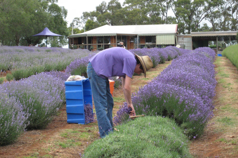 Waratina Lavender – harvest in progress