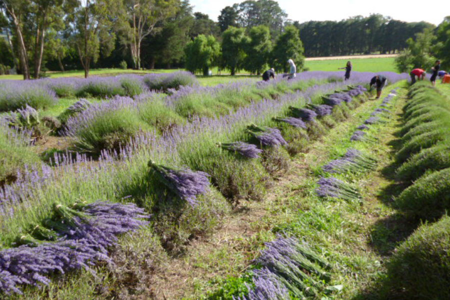 Waratina Lavender – harvested plants