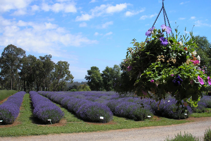 Warratina Lavender rows in bloom